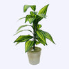 ARTIFICIAL PLANT